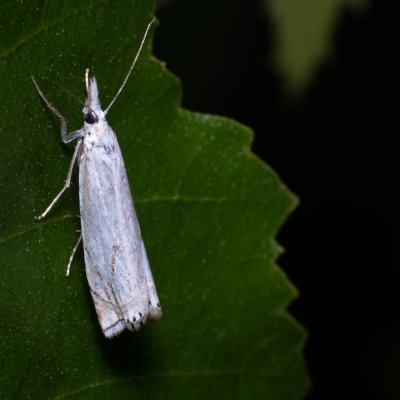 Crambus lathoniellus (travařík obecný), Kývalka