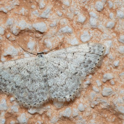 Scopula marginepunctata (vlnopásník tečkovaný), IT, Kuens, Jižní Tyrolsko