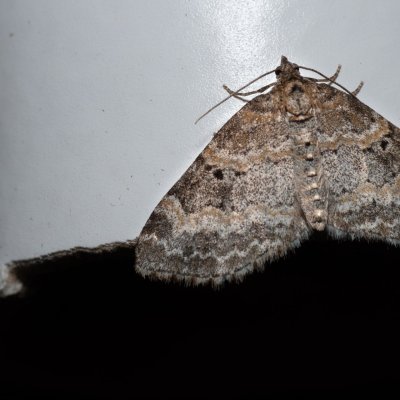 Pterapherapteryx sexalata (šedokřídlec vrbový), SK, Štôla