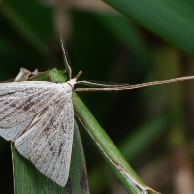 Macrochilo cribrumalis (žlutavka bahenní), PP Bobrava