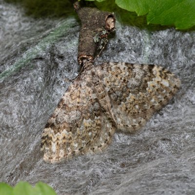 Coenotephria salicata (píďalka siřišťová), Hornek
