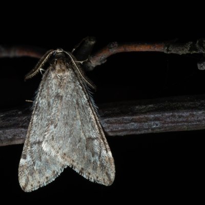 Alsophila aescularia (hedvábnice jarní), Žebětín