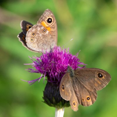 Lasiommata maera (okáč ječmínkový), SK, NPR Furkotská dolina, Tatry
