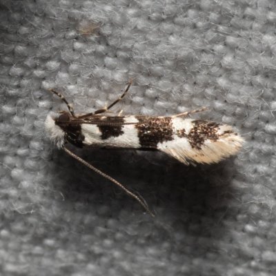 Neurothaumasia ankerella (-), Hrušovany u Brna