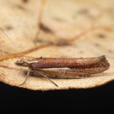 Ypsolopha parenthesella (člunkovec habrový), jeskyně Výpustek
