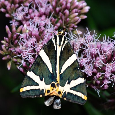 Euplagia quadripunctaria (přástevník kostivalový), Augšperský potok
