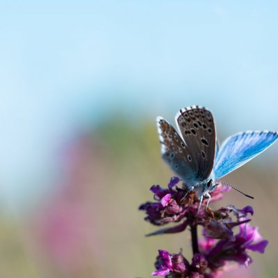 Polyommatus bellargus (modrásek jetelový), Střelecký kopec
