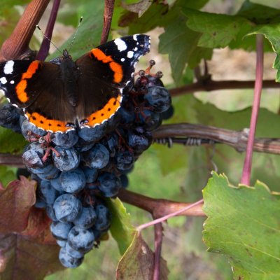 Vanessa atalanta (babočka admirál), Kobylí