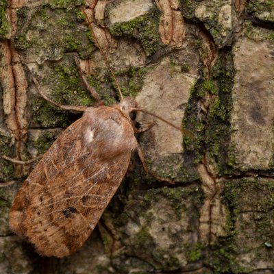 Conistra vaccinii (zimovnice brusnicová), Žebětín