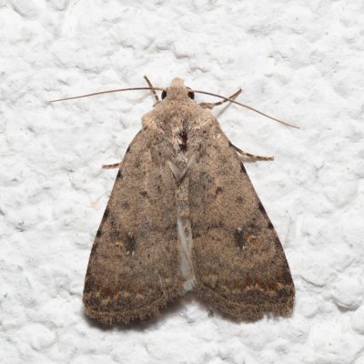 Caradrina clavipalpis (blýskavka čtyřtečná), IT, Pfelders - Plan, Jižní Tyrolsko