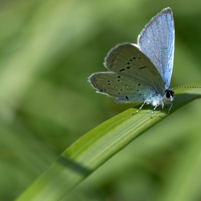 Cupido decoloratus (modrásek tolicový), SK, Štôla
