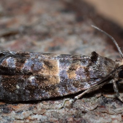 Cymolomia hartigiana (-), Devět křížů