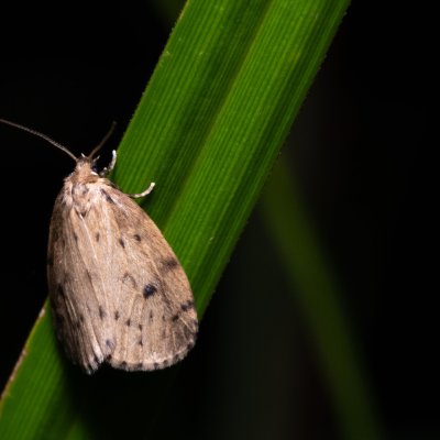 Thumatha senex (lišejníkovec mokřadní), Hrabětice