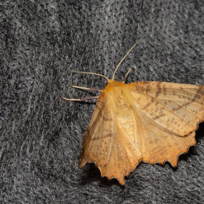 Ennomos autumnaria (zejkovec podzimní), NPP Na Adamcích