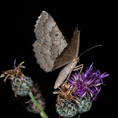 Gnophos furvata (šerokřídlec jitrocelový), Hády - Ruženin lom