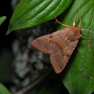 Agrochola helvola (polnice hnědá), PP Kavky
