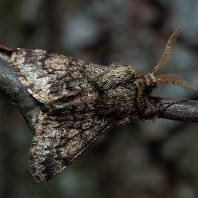Apocheima hispidaria (drsnokřídlec dubový), Žebětín