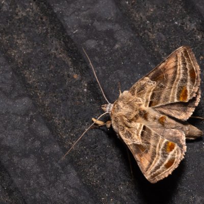 Euchalcia variabilis (kovolesklec horský), SK, Štôla