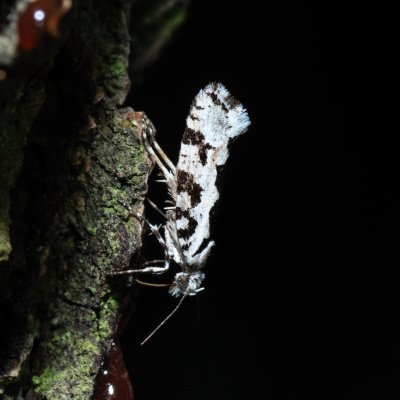 Ypsolopha sequella (člunkovec lesní), PR Kamenný vrch