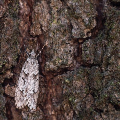 Diurnea fagella (šedivěnka jarní), Podkomorské lesy