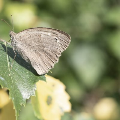 Maniola jurtina (okáč luční), PR Rakovecké stráně a údolí bledulí