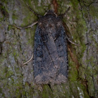 Conistra ligula (zimovnice hlohová), Žebětín