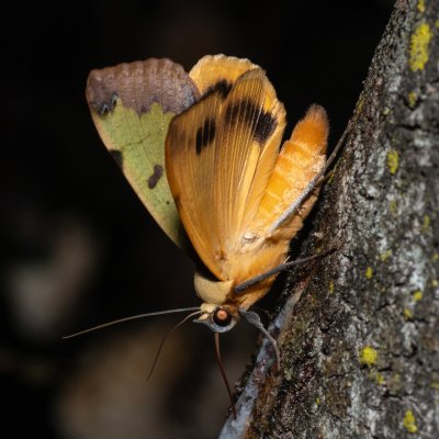 Ophiusa tirhaca (hnědopáska pistáciová), HR, Jablanac