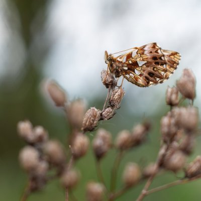 Boloria dia (perleťovec nejmenší), Střelecký kopec