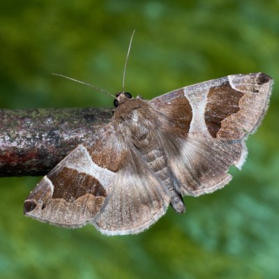 Dysgonia algira (hnědopáska temnopásá), NPP Červený kopec