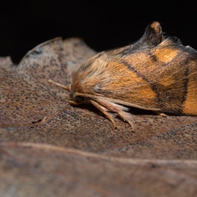Apoda limacodes (slimákovec dubový), NPP Jeskyně Pekárna