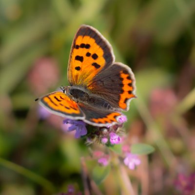 Lycaena phlaeas (ohniváček černokřídlý), PP Bobrava