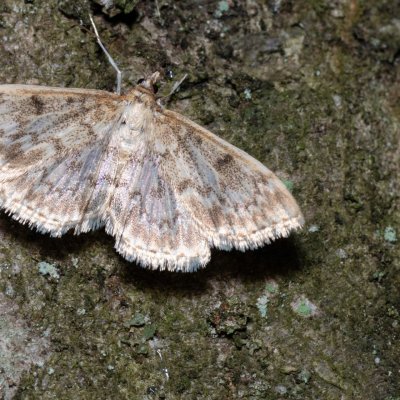 Anania perlucidalis (-), NPP Jeskyně Pekárna
