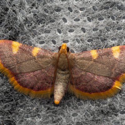 Hypsopygia costalis (zavíječ senomilný), lom Perná