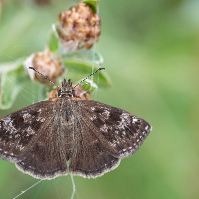 Erynnis tages (soumračník máčkový), Podkomorská myslivna
