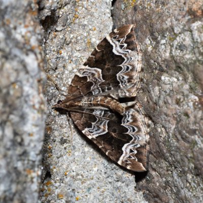 Eulithis prunata (píďalka švestková) , SK, Štôla