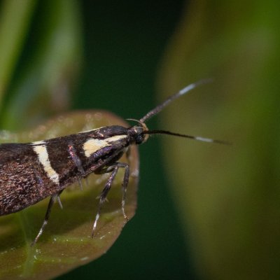 Dasycera oliviella (-), GR, Liapades, Korfu