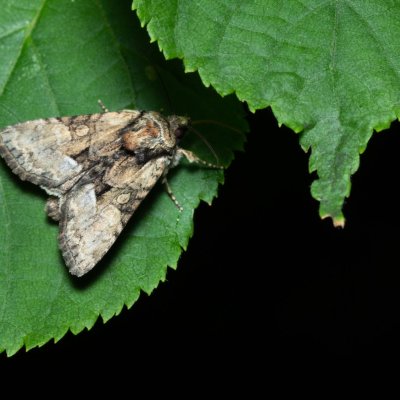 Pabulatrix pabulatricula (-), Žebětín