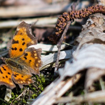 Polygonia c-album (babočka bílé c), Libochovka