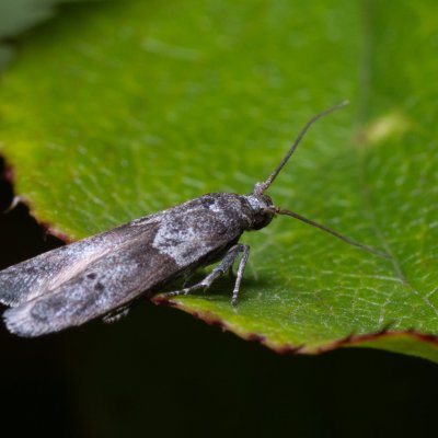 , Lysá hora u Ochozu