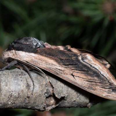 Sphinx ligustri (lišaj šeříkový), Hády - lesní lom