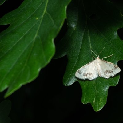 Idaea trigeminata (žlutokřídlec žloutkový), PR Kamenný vrch