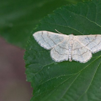 Idaea aversata (žlutokřídlec kručinkový), Podkomorské lesy
