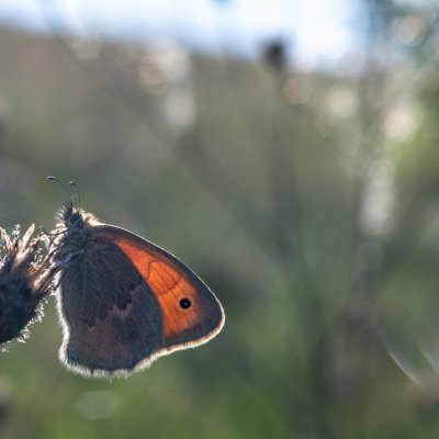 Coenonympha pamphilus (okáč poháňkový), Střelecký kopec