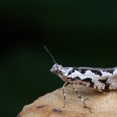 Ypsolopha sequella (člunkovec lesní), jeskyně Výpustek