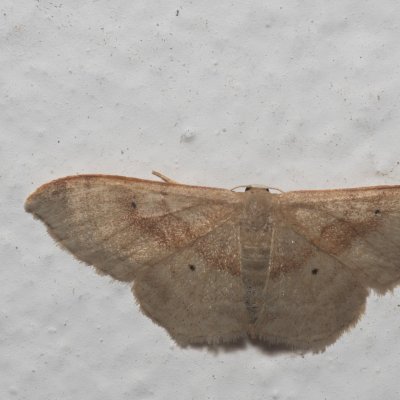Idaea bilinearia (žlutokřídlec hnědavý), GR, Makrata, Korfu