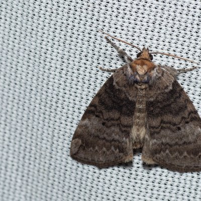 Ochropacha duplaris (můřice dvojtečná), Kateřinská jeskyně