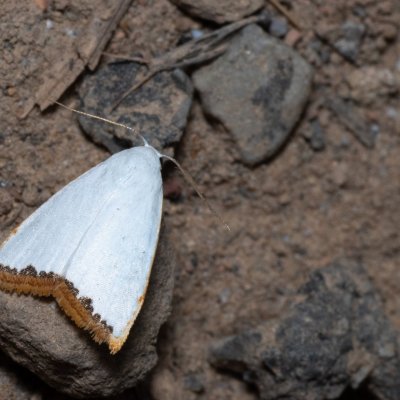Niveutane virginalis (-), TH, Khao Sok