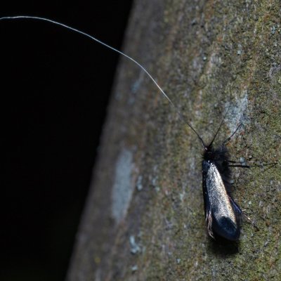 Adela reaumurella (adéla zelená), Žebětín