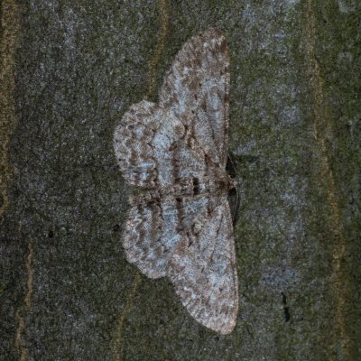 Hypomecis punctinalis (různorožec ovocný), Podkomorské lesy