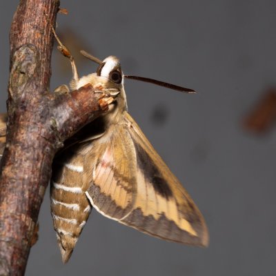 Hyles gallii (lišaj svízelový), Hrabětice